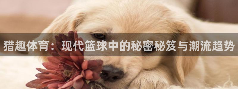 猎趣体育：现代篮球中的秘密秘笈与潮流趋势